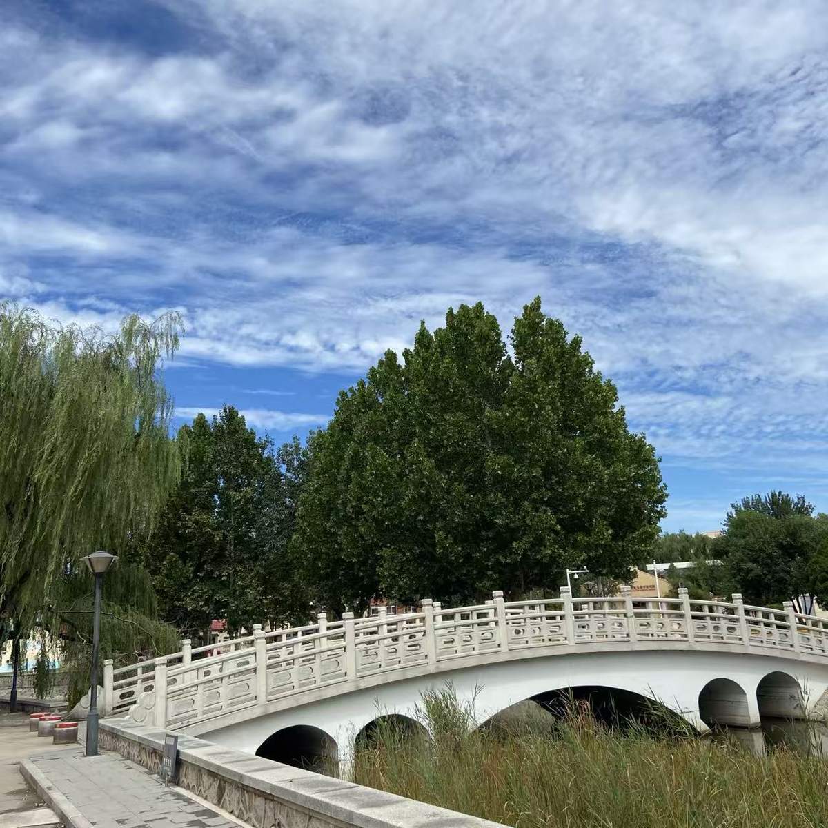 六月初的南开园，暑气未至，阳光正好